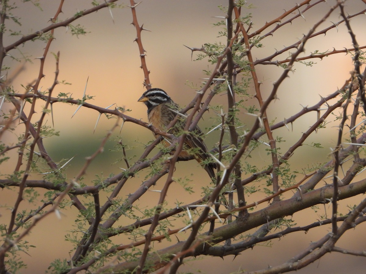 Bruant cannelle - ML644543872