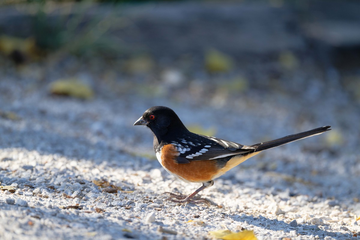 Tohi tacheté - ML644543877