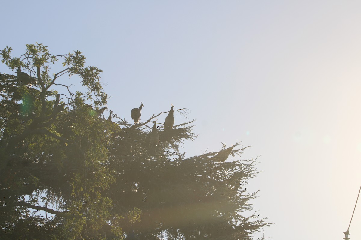 Indian Peafowl (Domestic type) - ML644543879