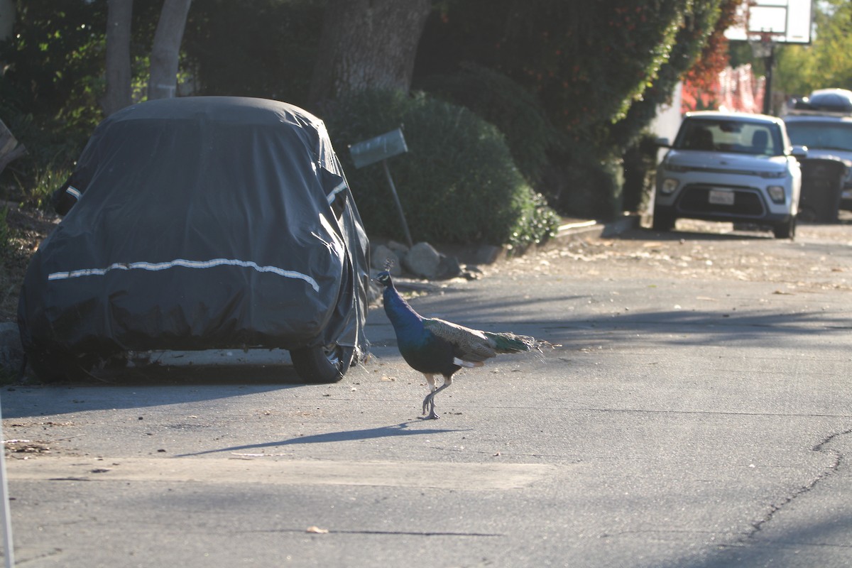 Indian Peafowl (Domestic type) - ML644543880