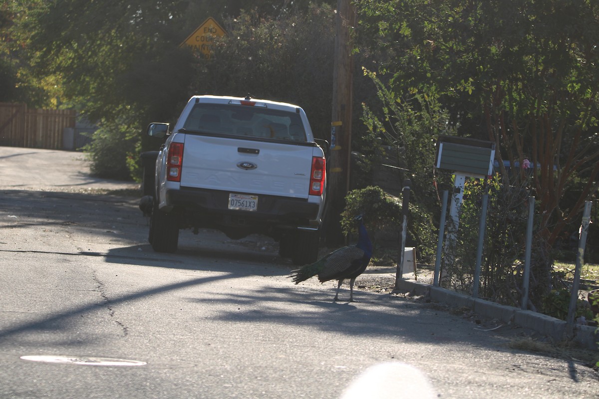 Indian Peafowl (Domestic type) - ML644543881