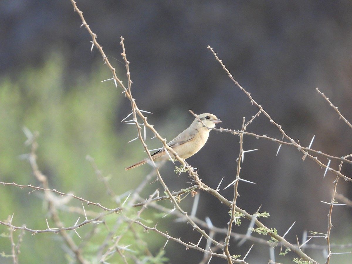 Pie-grièche isabelle - ML644543882