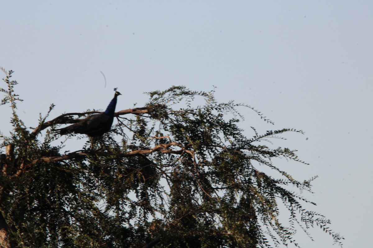 Indian Peafowl (Domestic type) - ML644543883