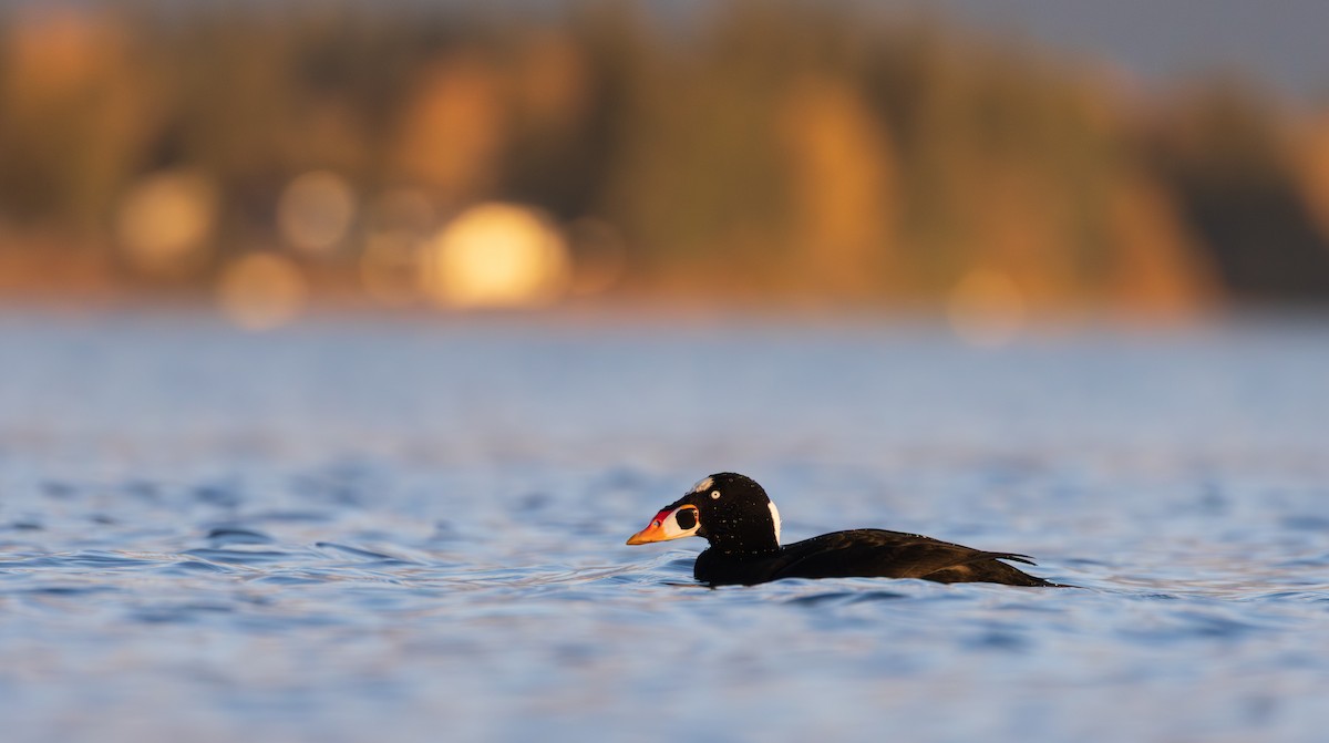 Surf Scoter - ML644543886