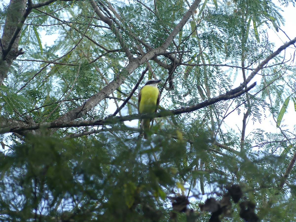 Bienteveo Común - ML644543891