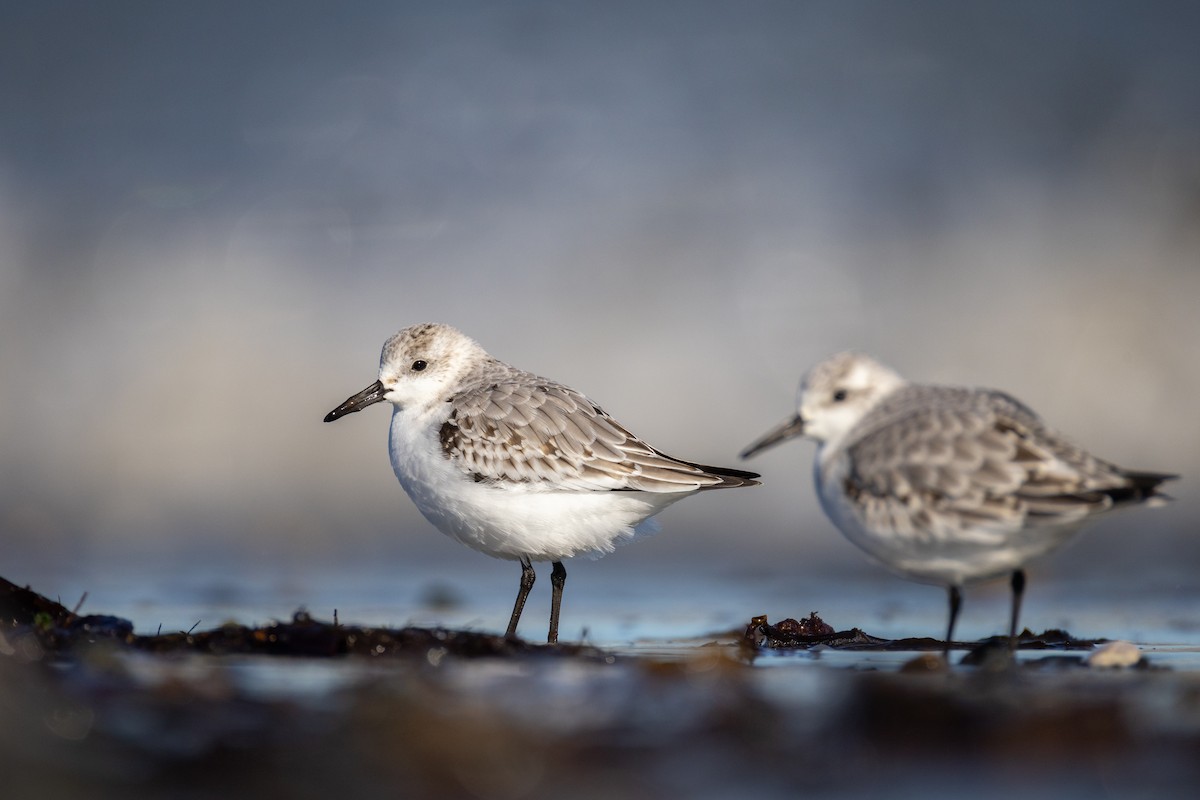 Sanderling - ML644543899