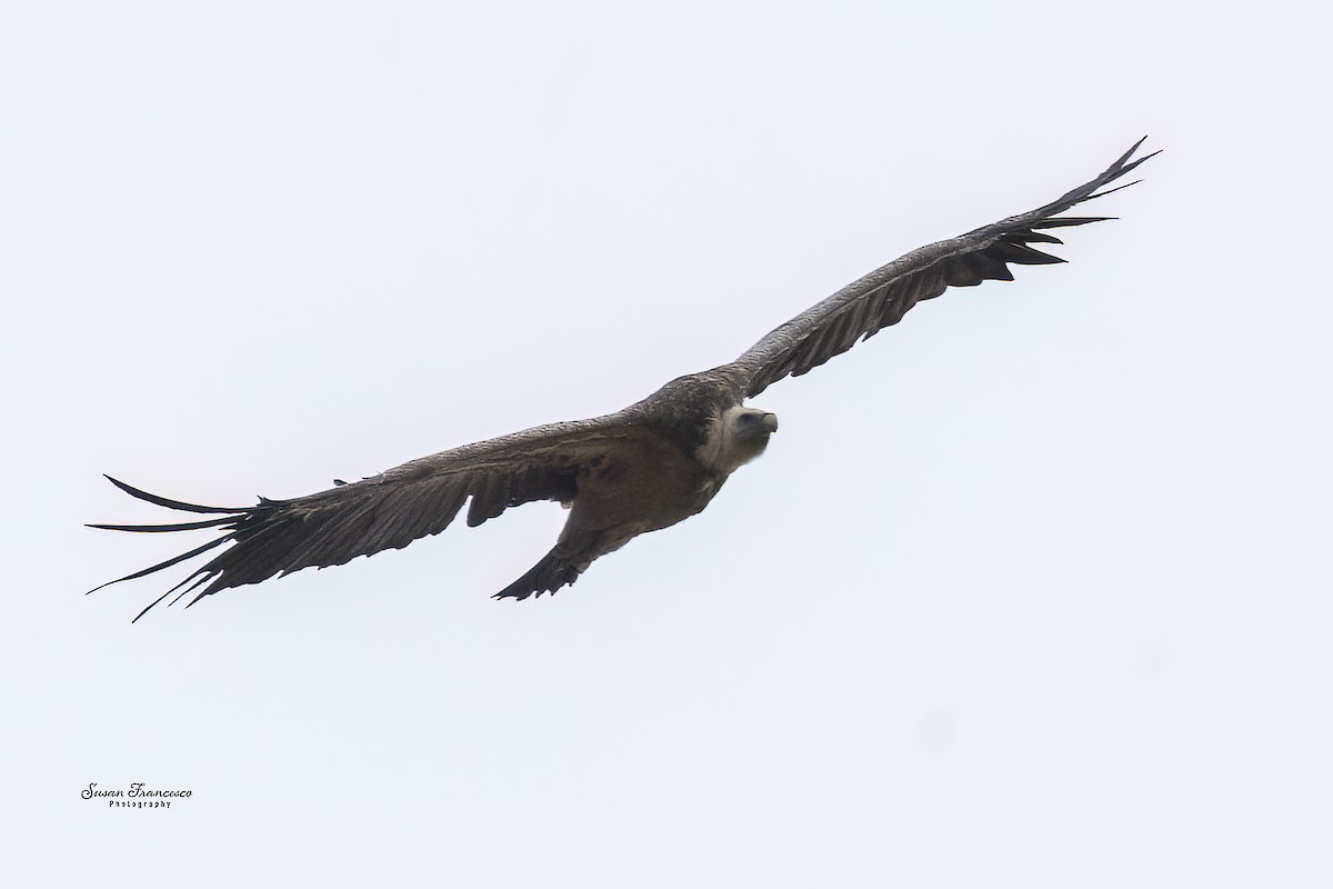 Vautour fauve - ML644543901