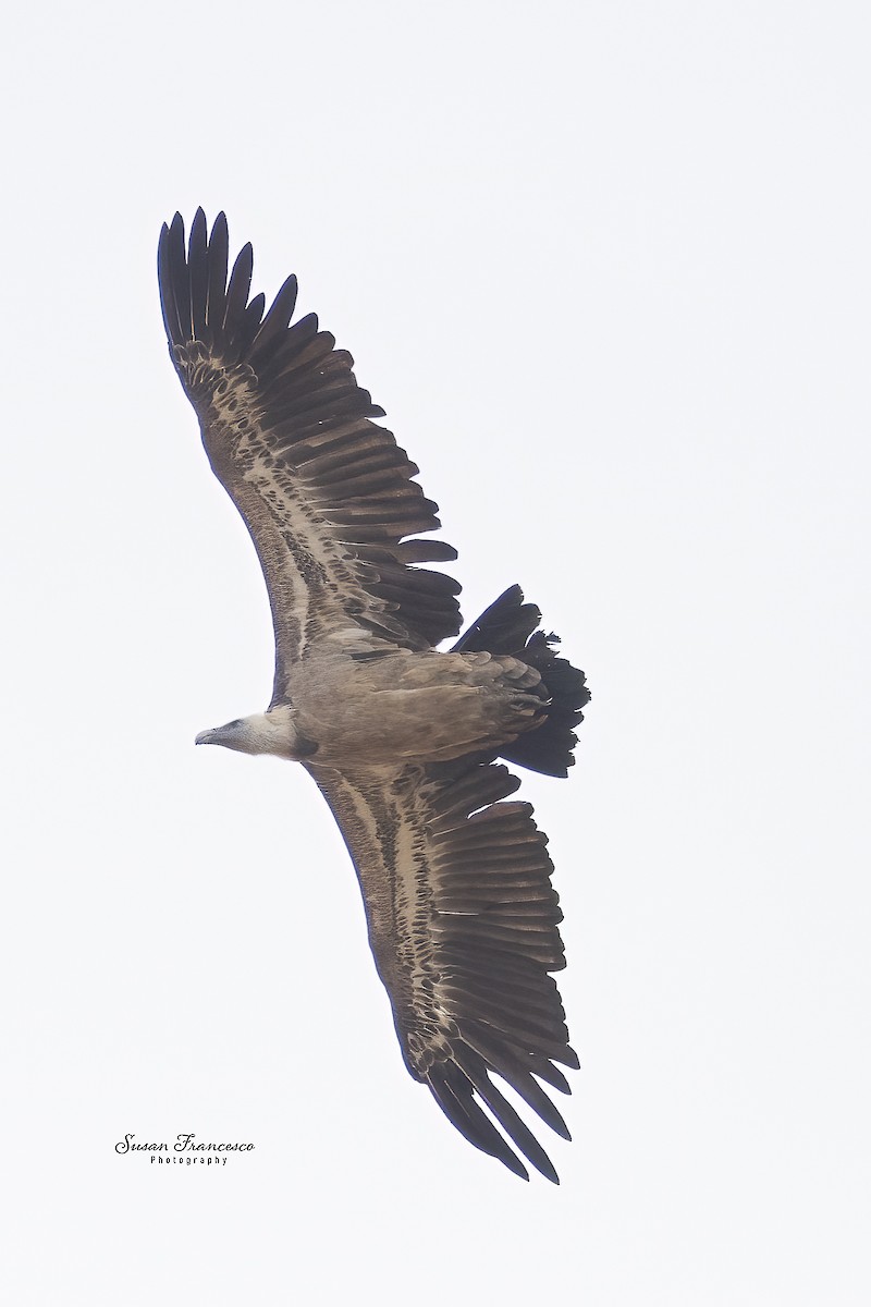 Vautour fauve - ML644543902