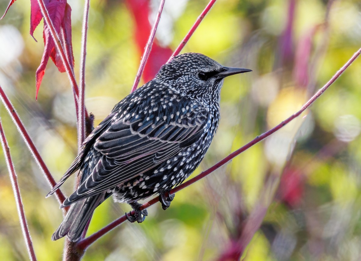 European Starling - ML644543905