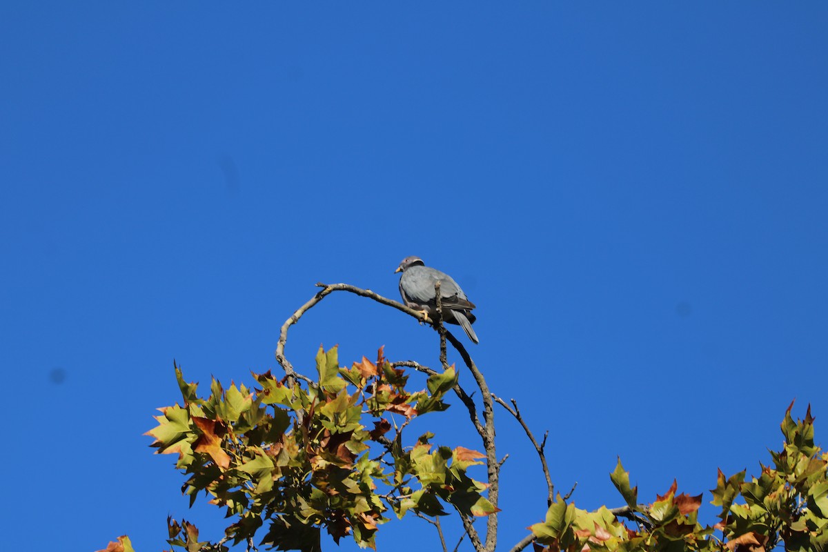 Band-tailed Pigeon - ML644543907