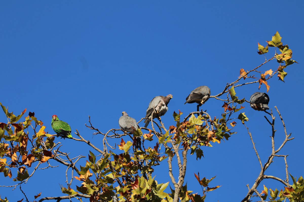 Band-tailed Pigeon - ML644543908