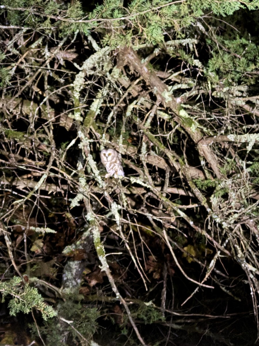 Northern Saw-whet Owl - ML644543910