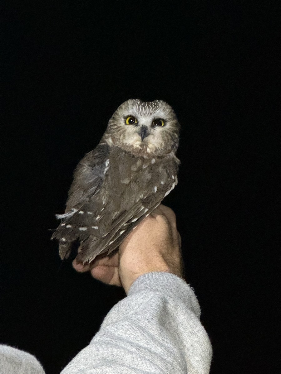 Northern Saw-whet Owl - ML644543911