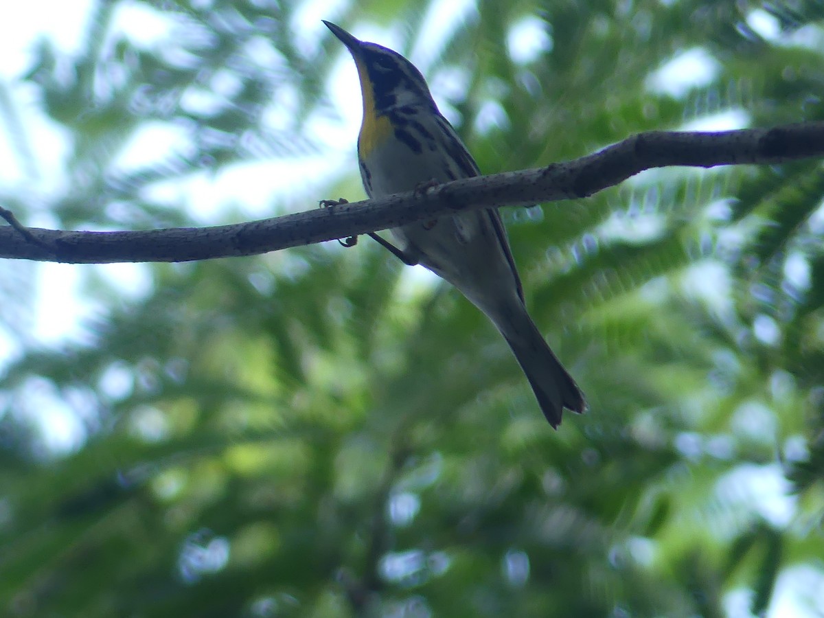 Yellow-throated Warbler - ML644543915