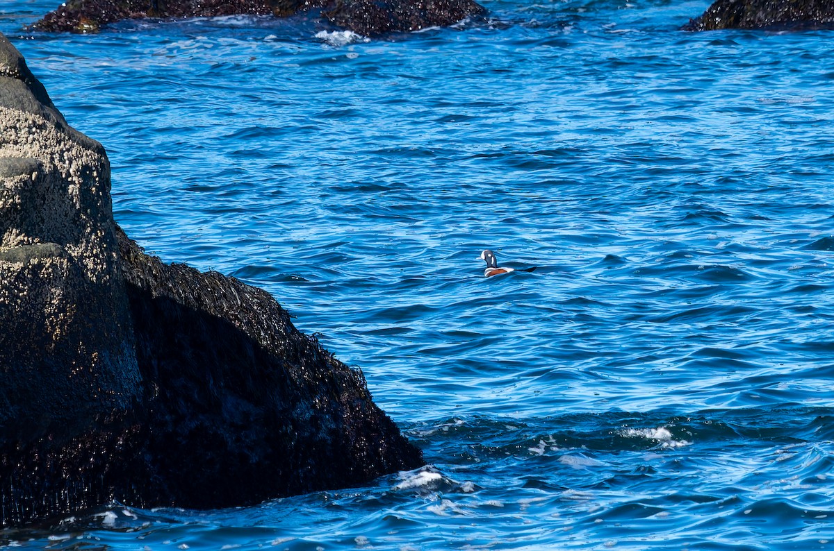 Хотгуужин чөрх - ML644543917