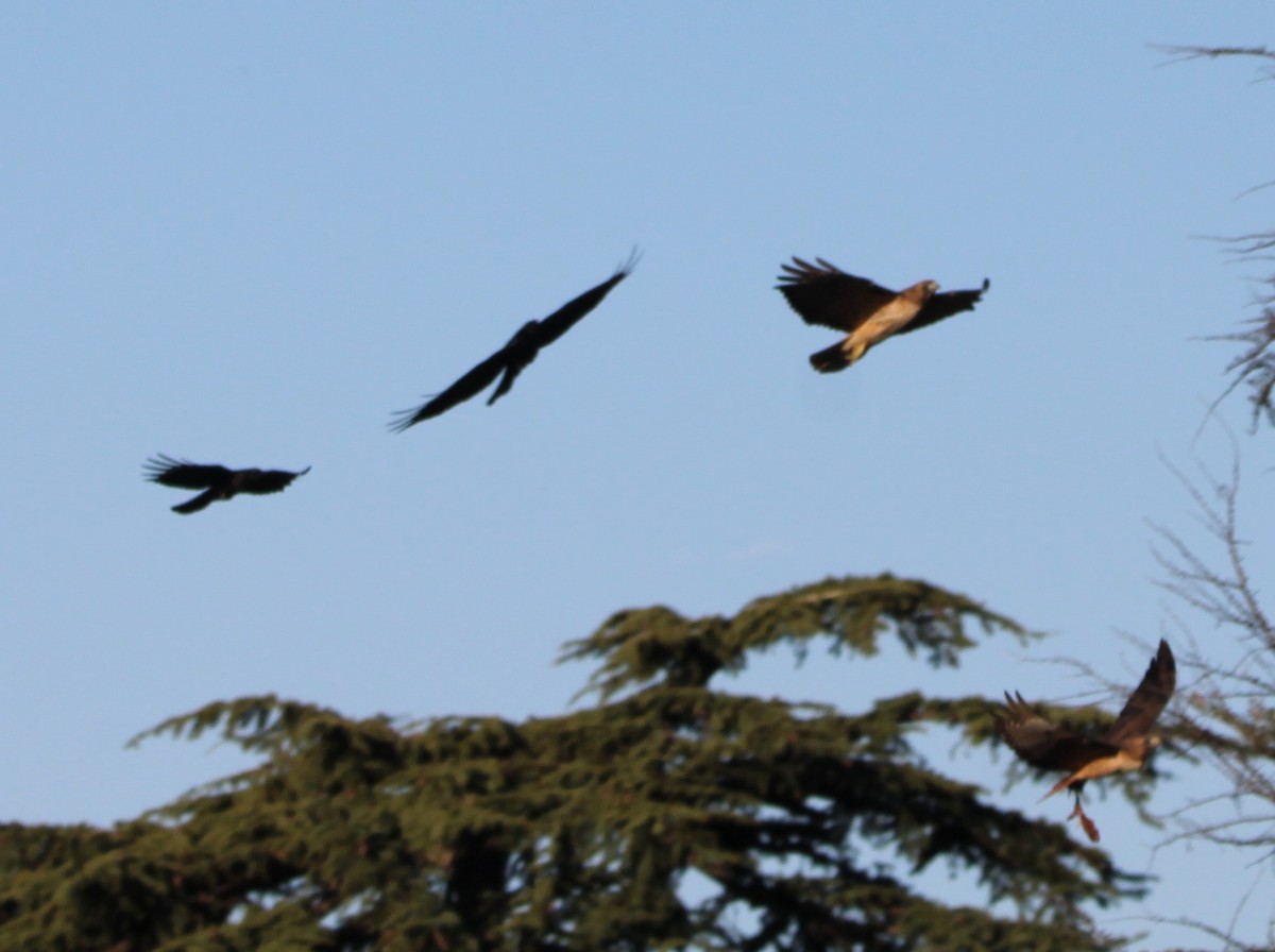 Red-tailed Hawk - ML644543922