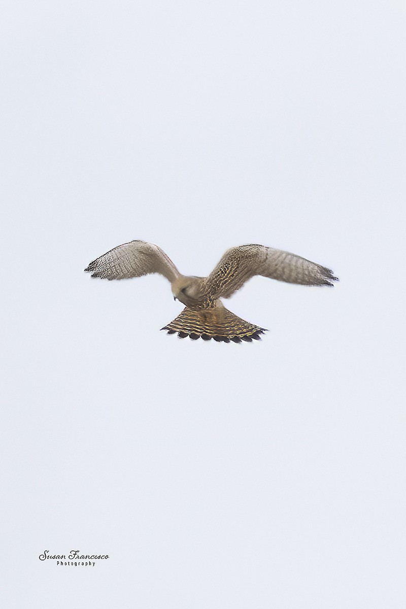 poštolka obecná - ML644543924