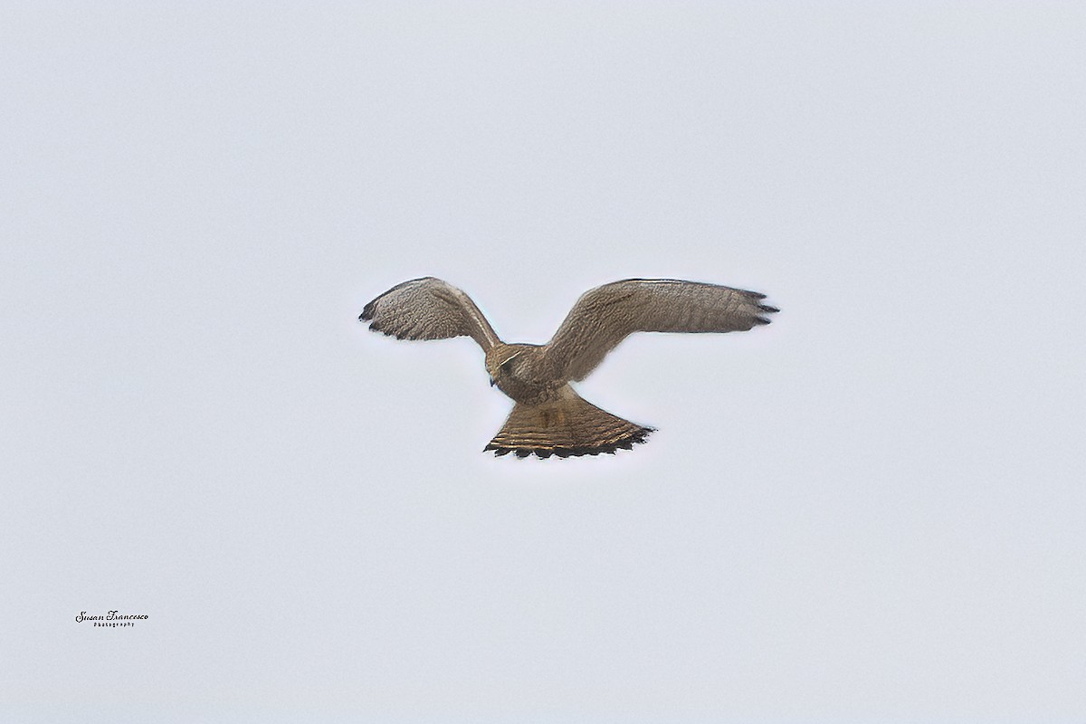 poštolka obecná - ML644543925