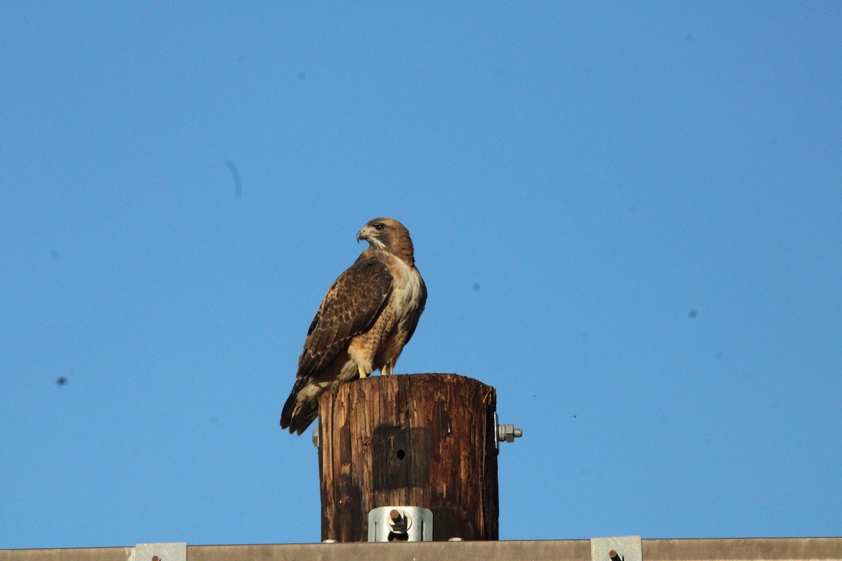 Red-tailed Hawk - ML644543926