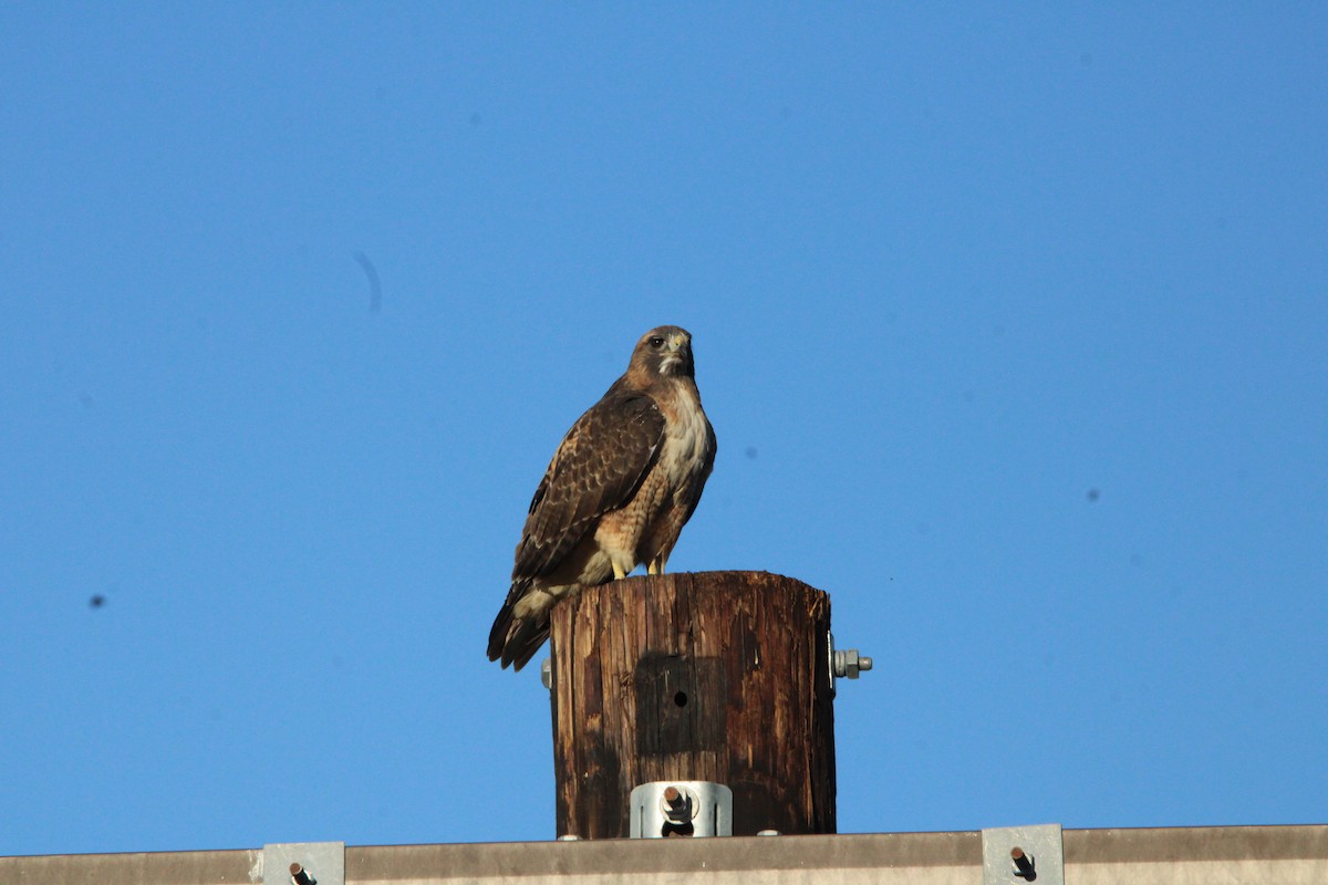 Red-tailed Hawk - ML644543927