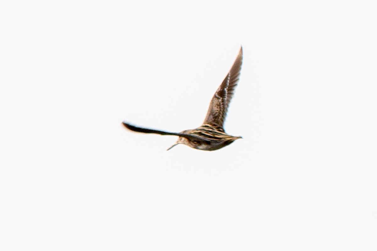 Jack Snipe - ML644543928