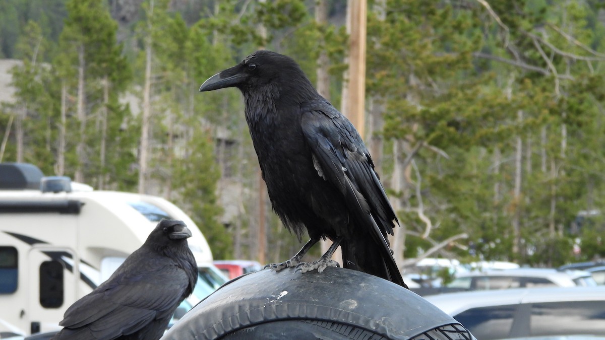 Крук звичайний - ML644543934