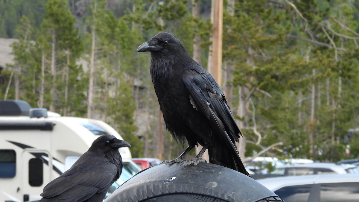 Крук звичайний - ML644543935