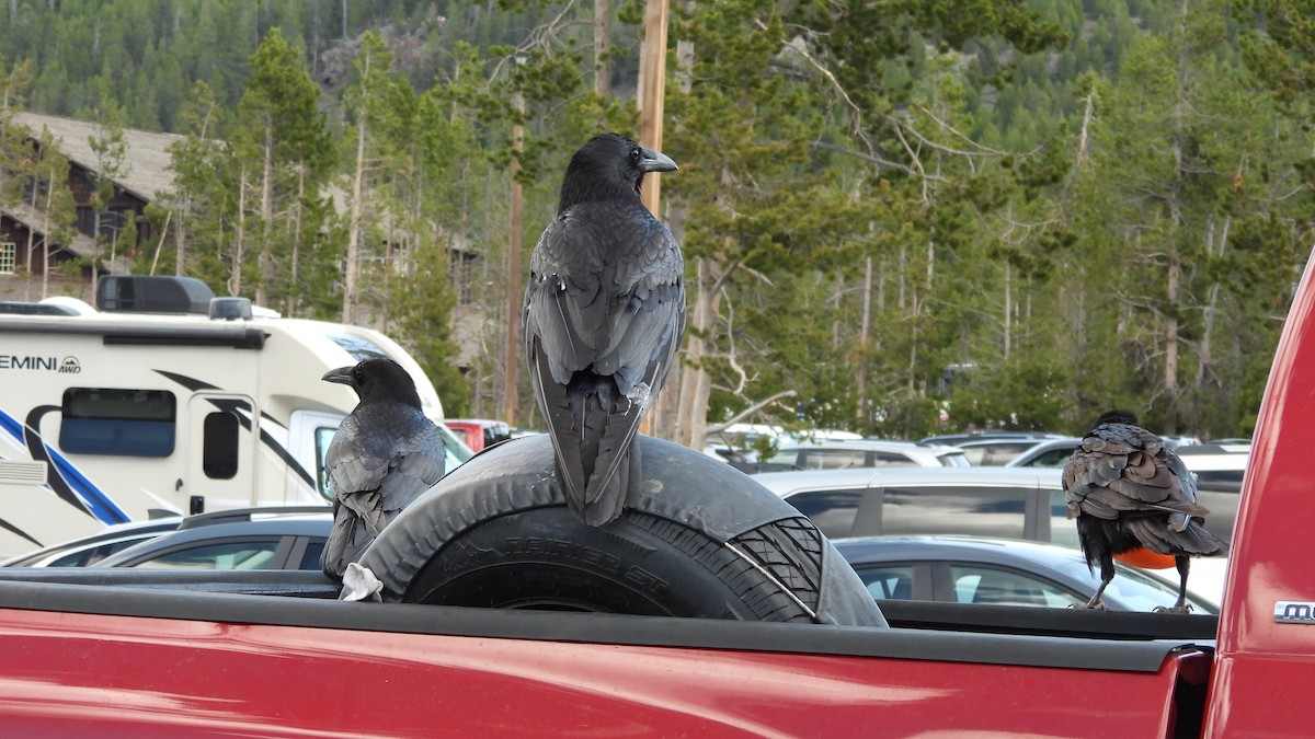 Крук звичайний - ML644543936