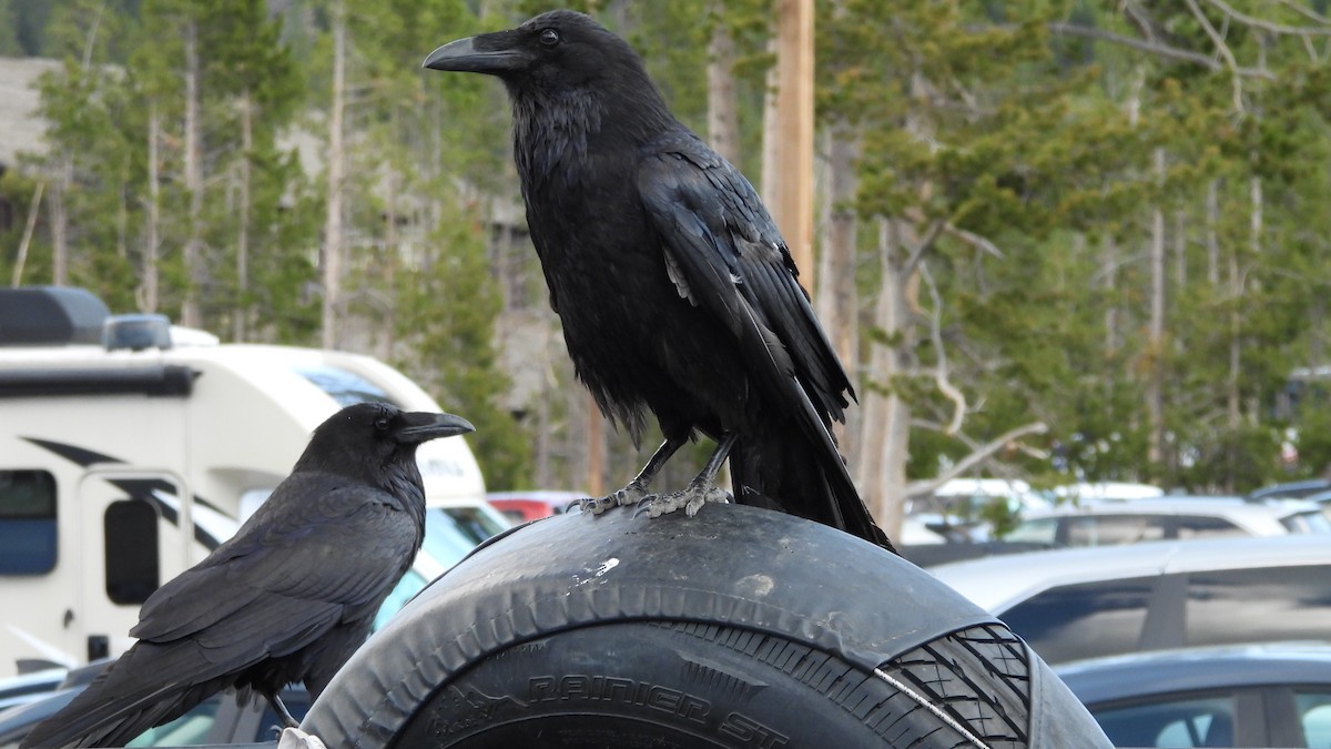 Крук звичайний - ML644543937