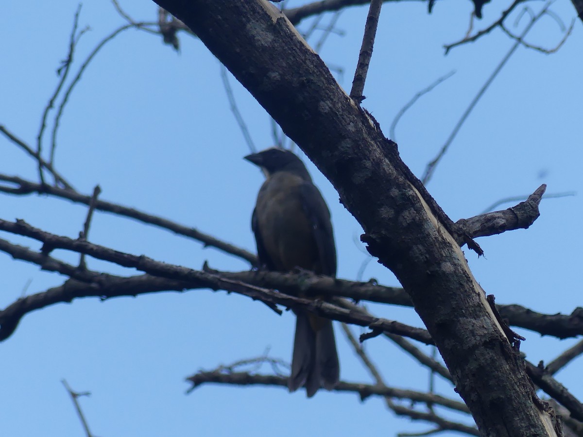 Kuzeyli Kurşuni Saltator - ML644543939