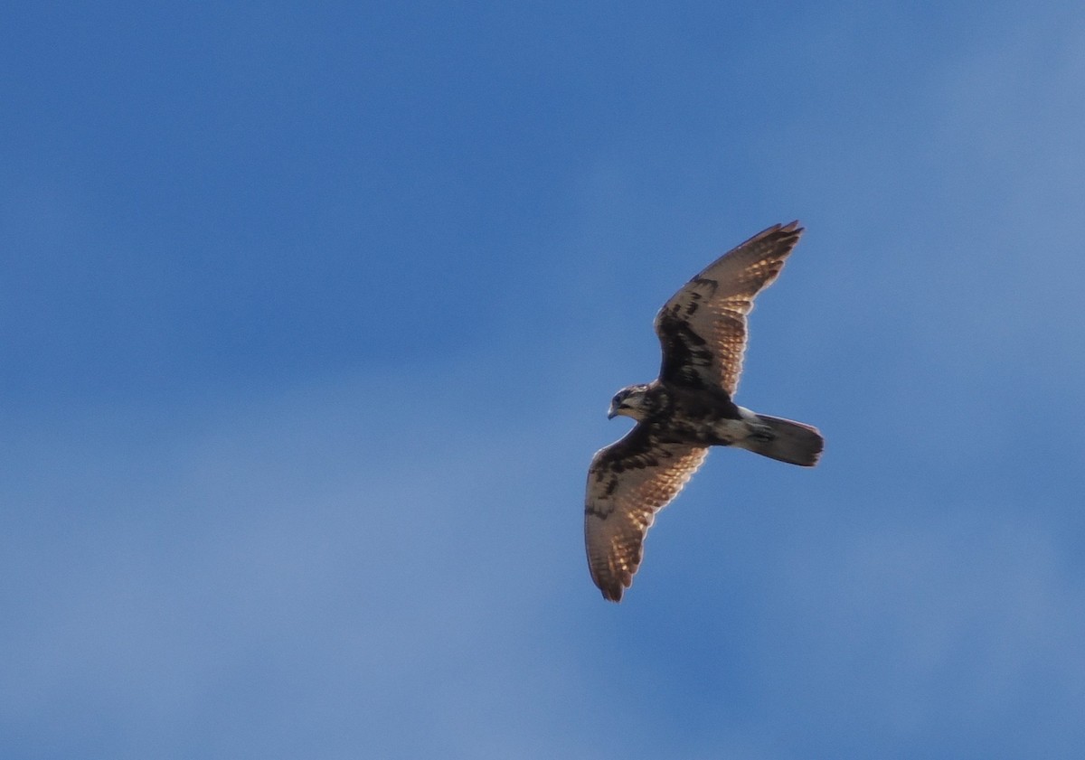 Brown Falcon - ML644543945