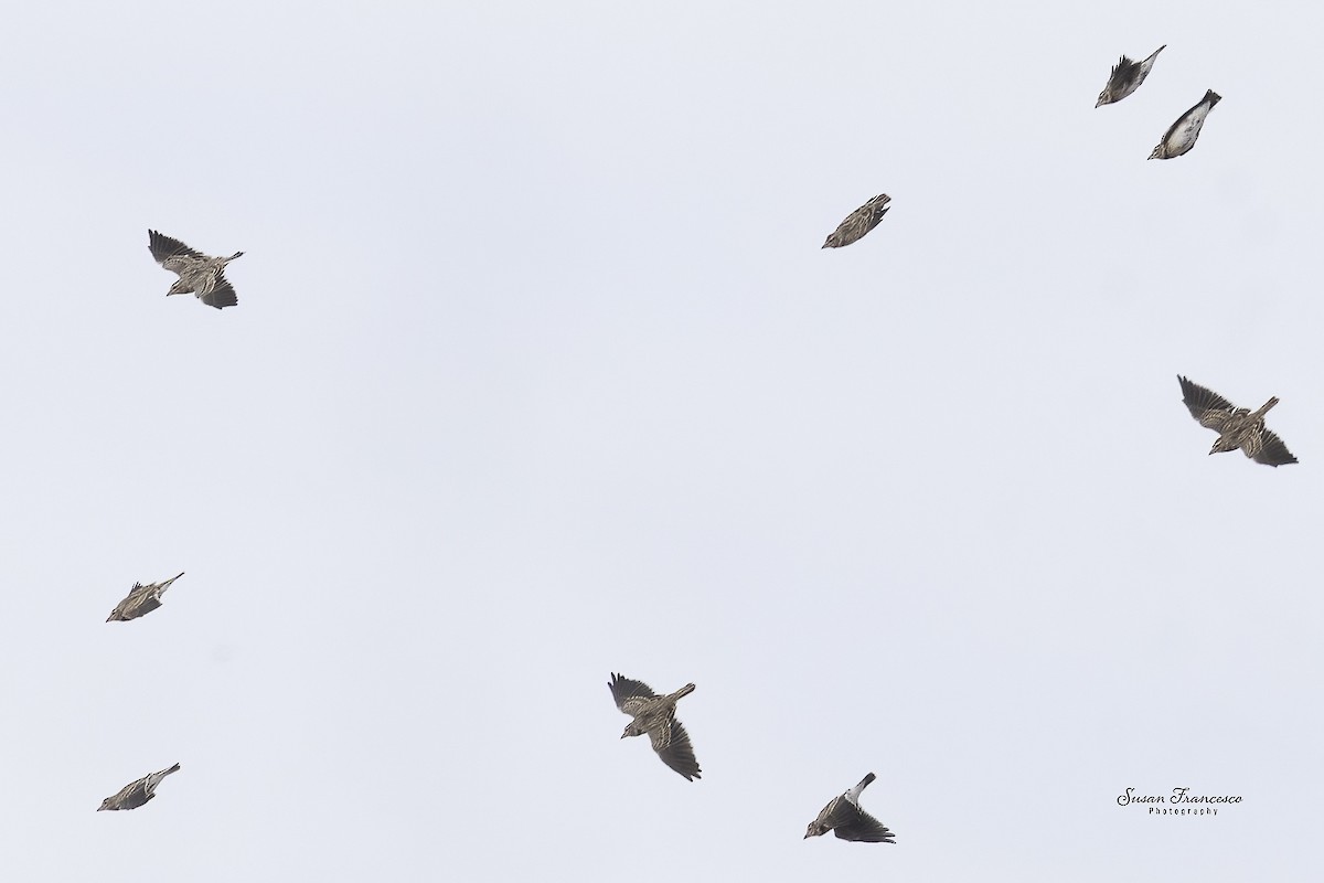 Calandra Lark - ML644543949