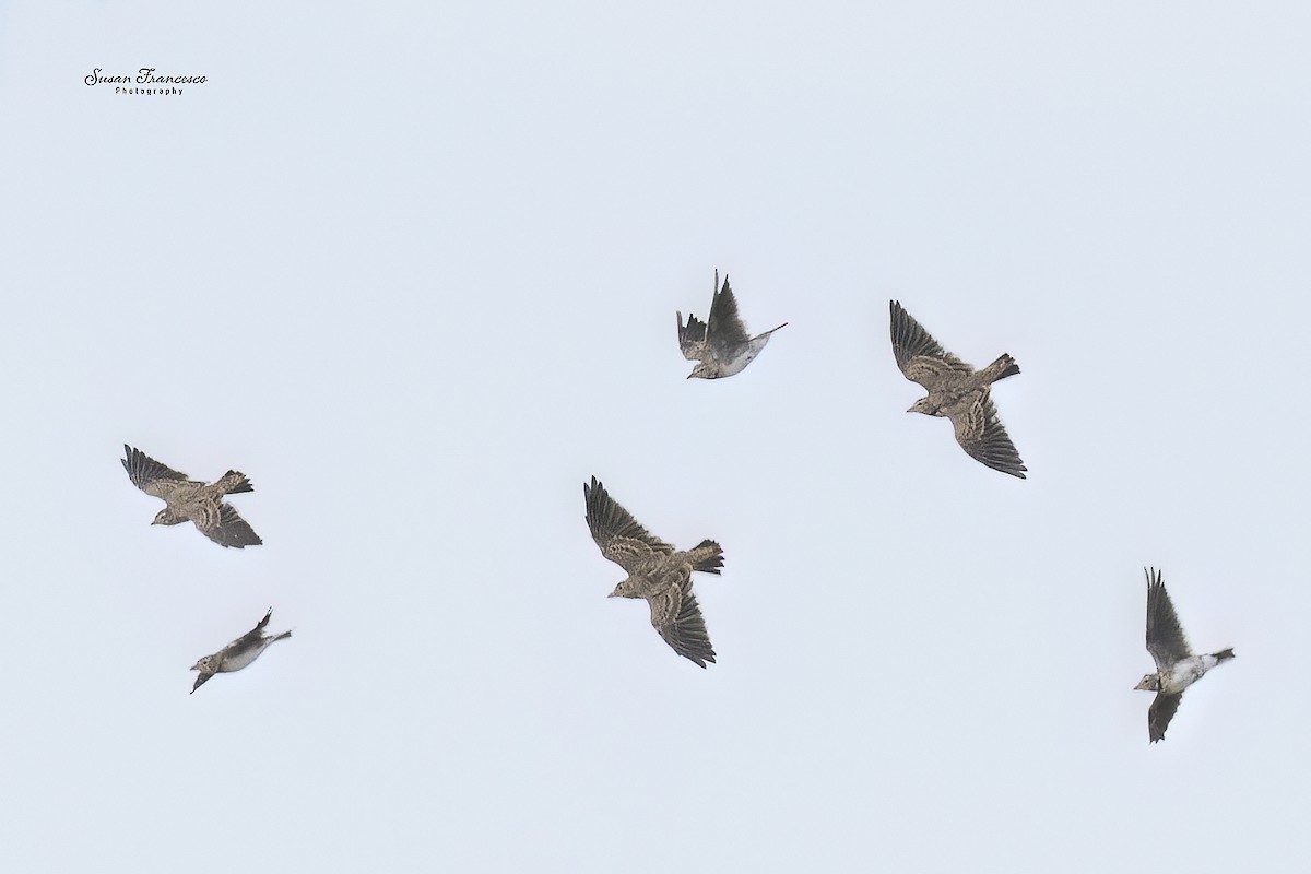 Calandra Lark - ML644543950