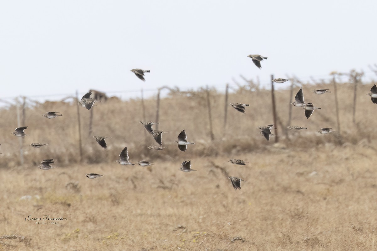 Calandra Lark - ML644543951