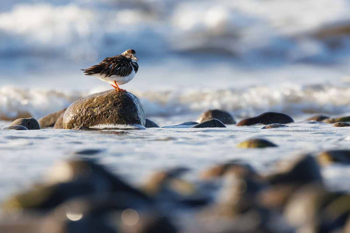 Ruddy Turnstone - ML644543954
