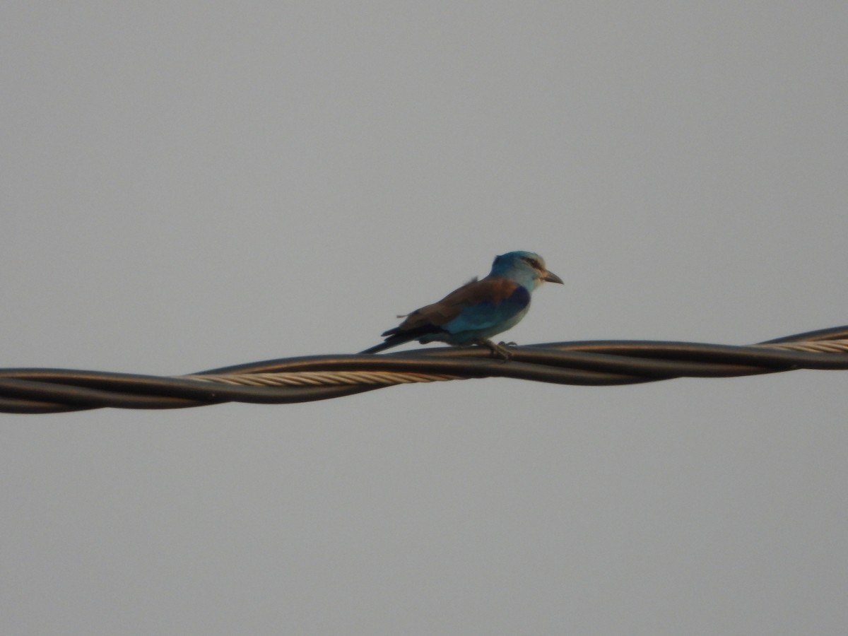 Rollier d'Abyssinie - ML644543957