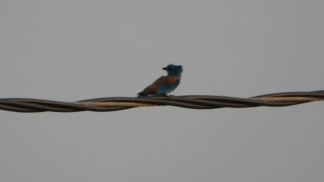 Rollier d'Abyssinie - ML644543958