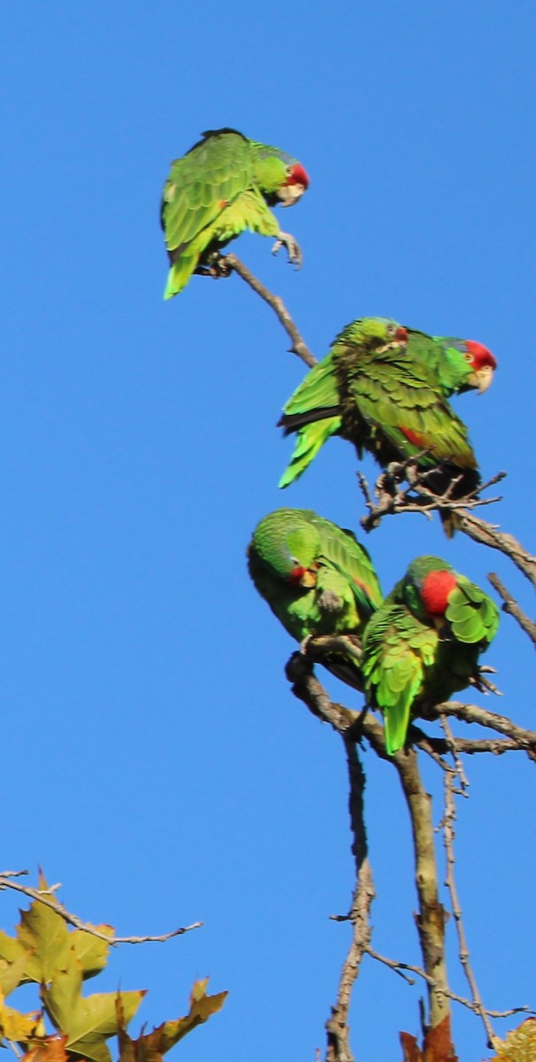 Red-crowned Amazon - ML644543959