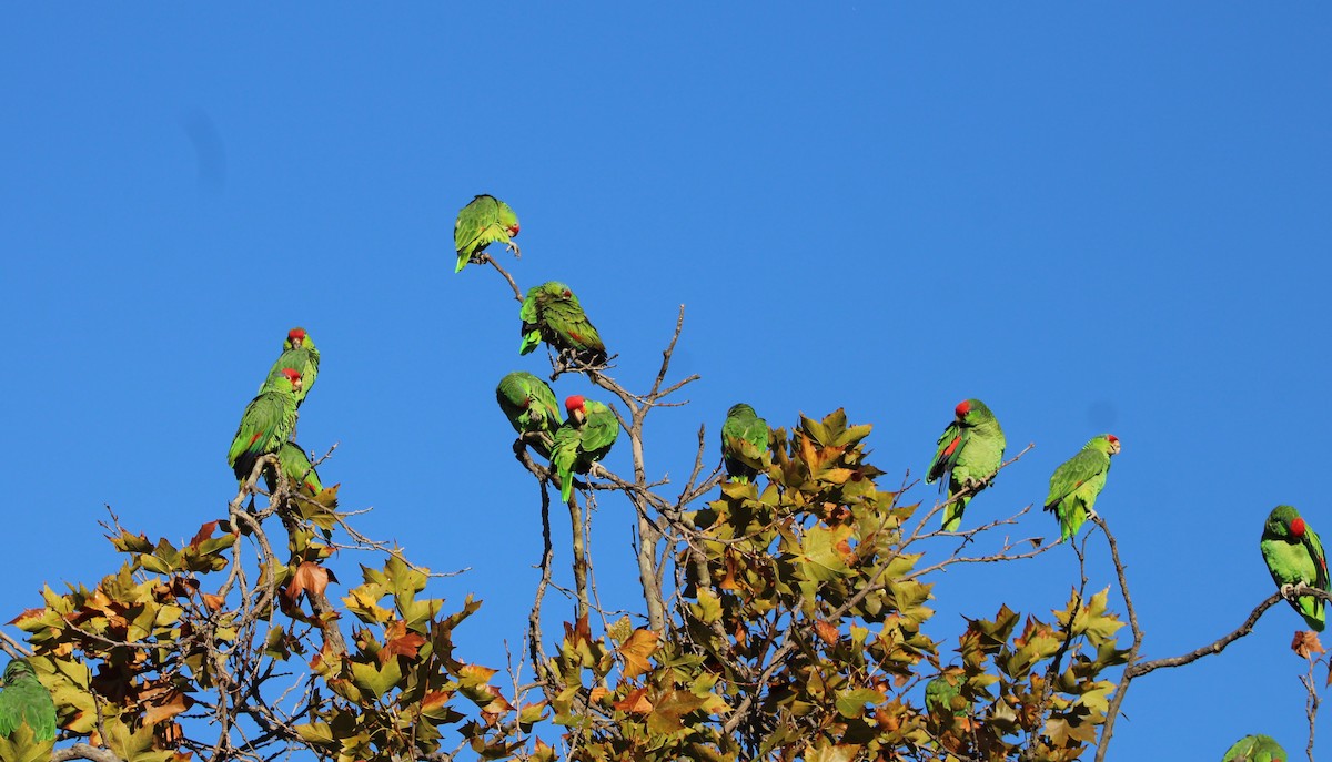 Red-crowned Amazon - ML644543960