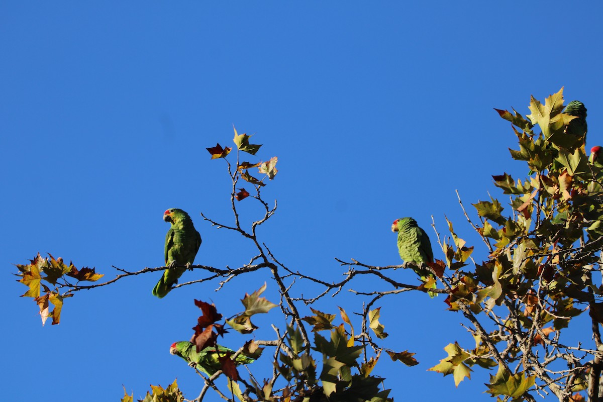 Red-crowned Amazon - ML644543961