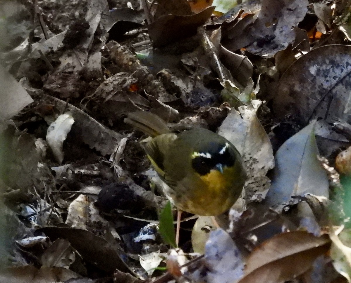 Yellow-throated Scrubwren - ML644543962