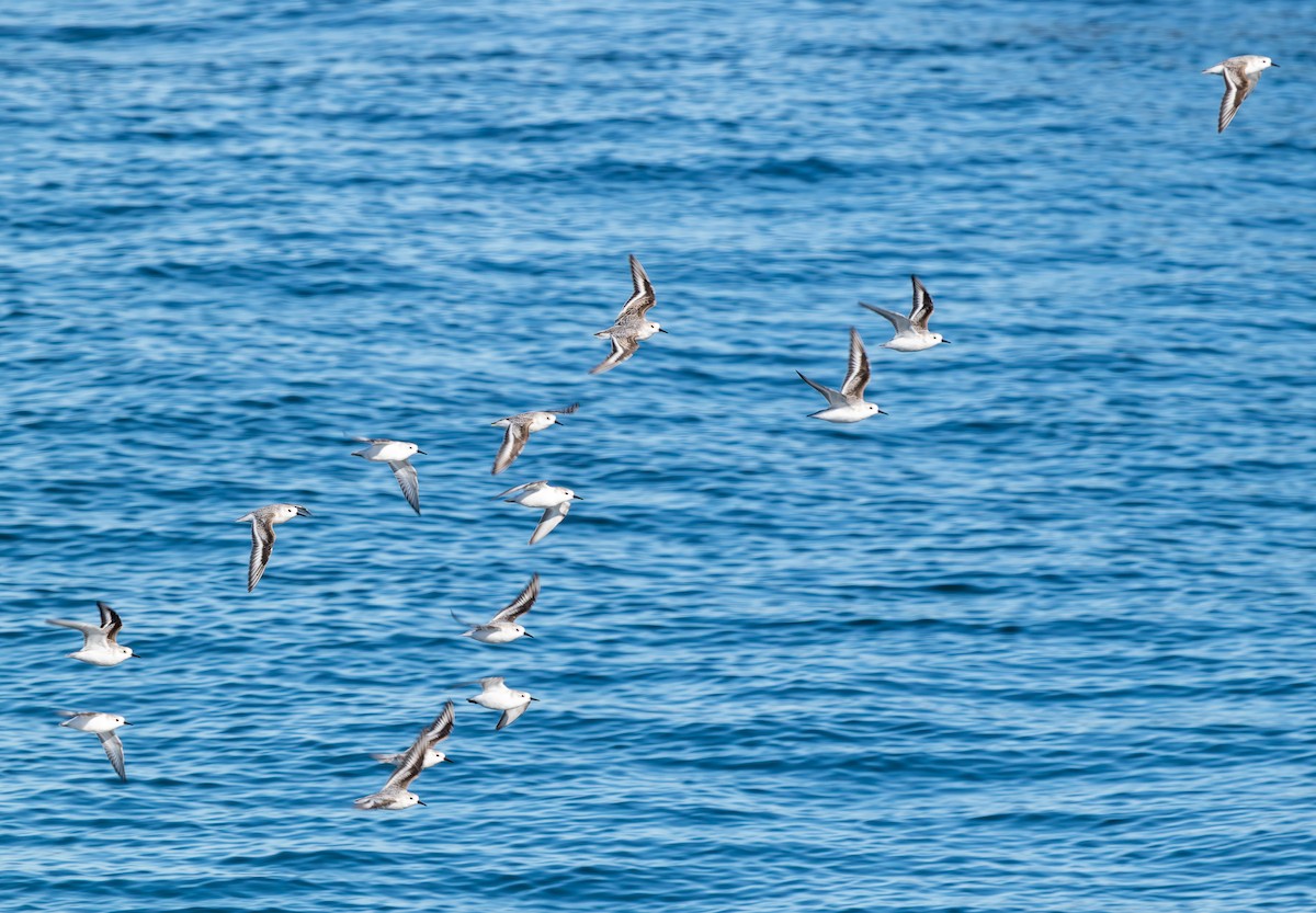 Sanderling - ML644543963