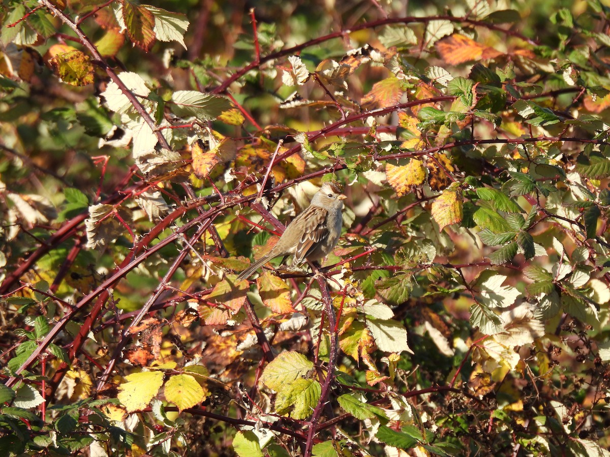 White-crowned Sparrow - ML644543970