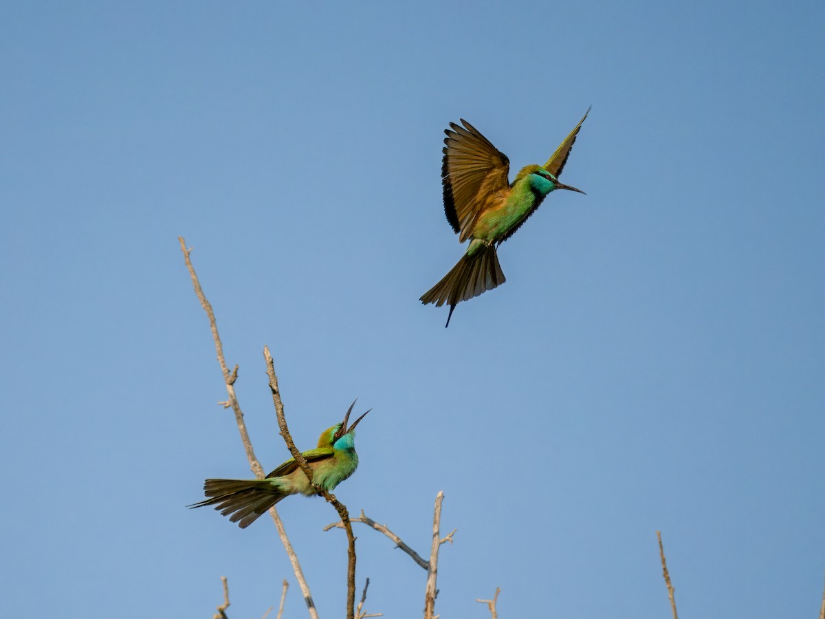 Arabian Green Bee-eater - ML644543971