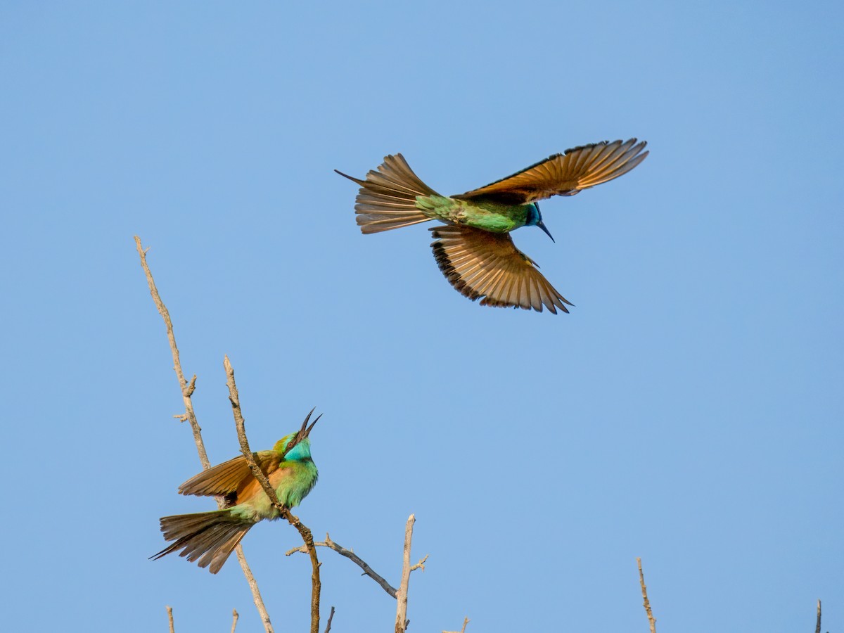 Arabian Green Bee-eater - ML644543972