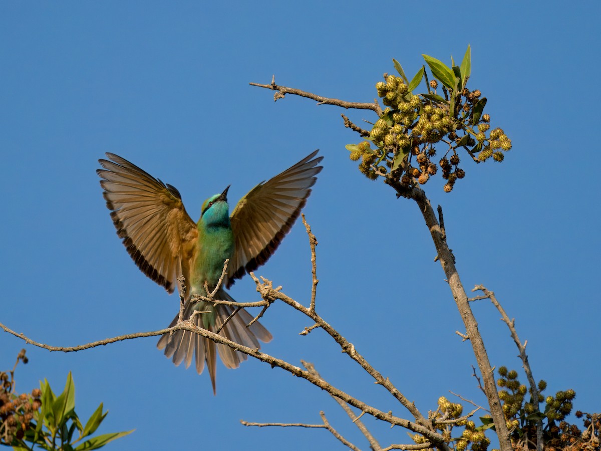 Arabian Green Bee-eater - ML644543974
