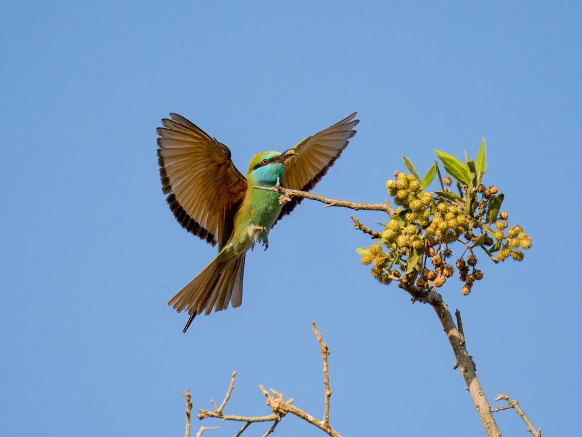 Arabian Green Bee-eater - ML644543975