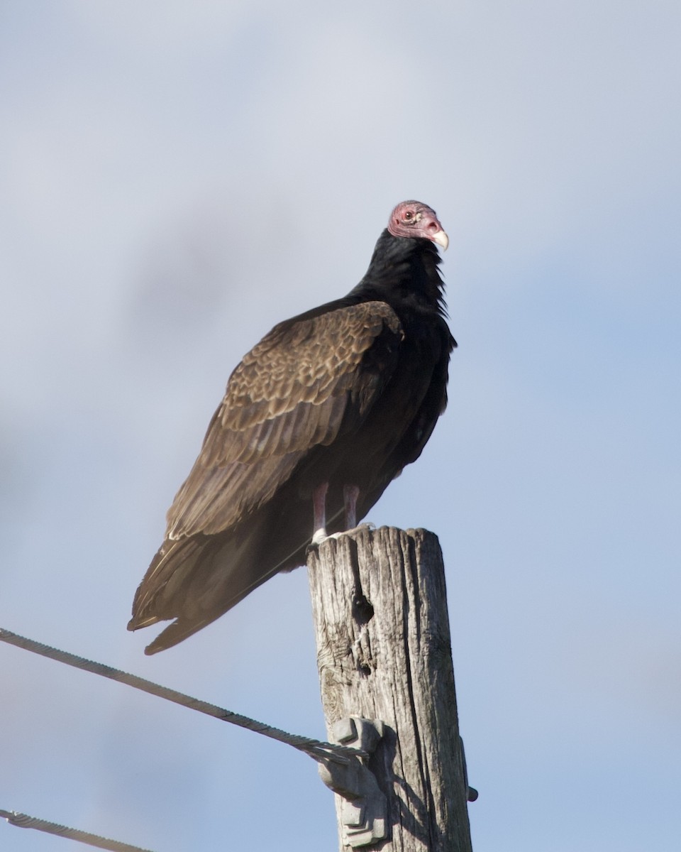 kalkunkondor - ML644543976