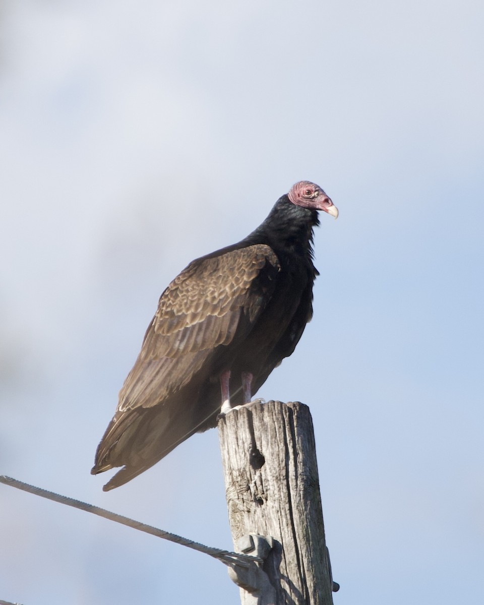 kalkunkondor - ML644543977