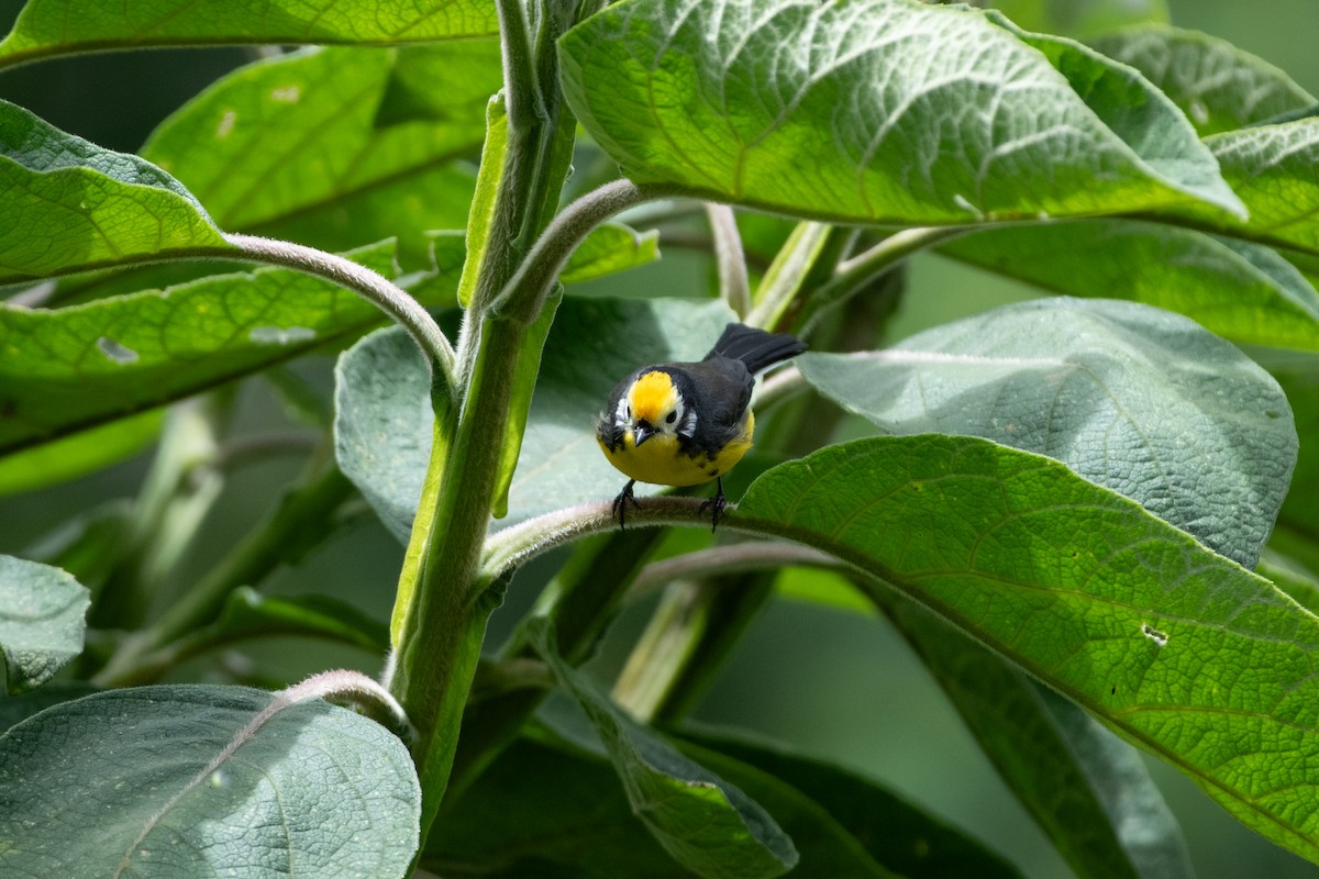 Süslü Ötleğen - ML644543981